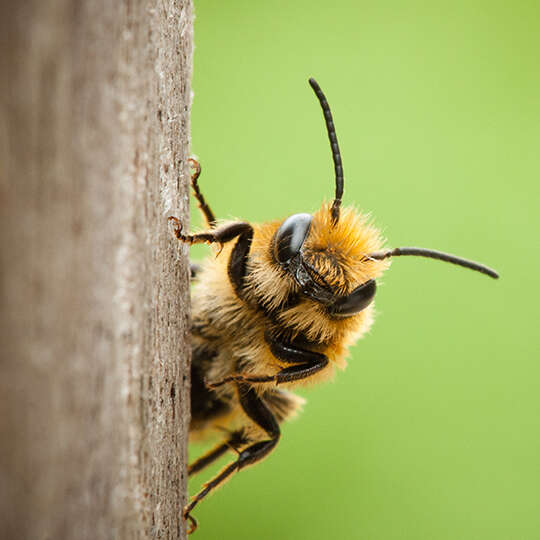 themenwelt biene kachel holzbiene 540x540